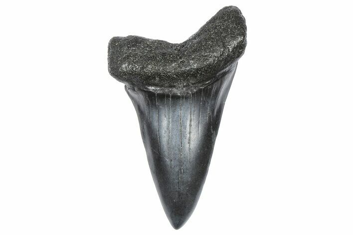 Fossil Broad-Toothed Mako Tooth - South Carolina #360912